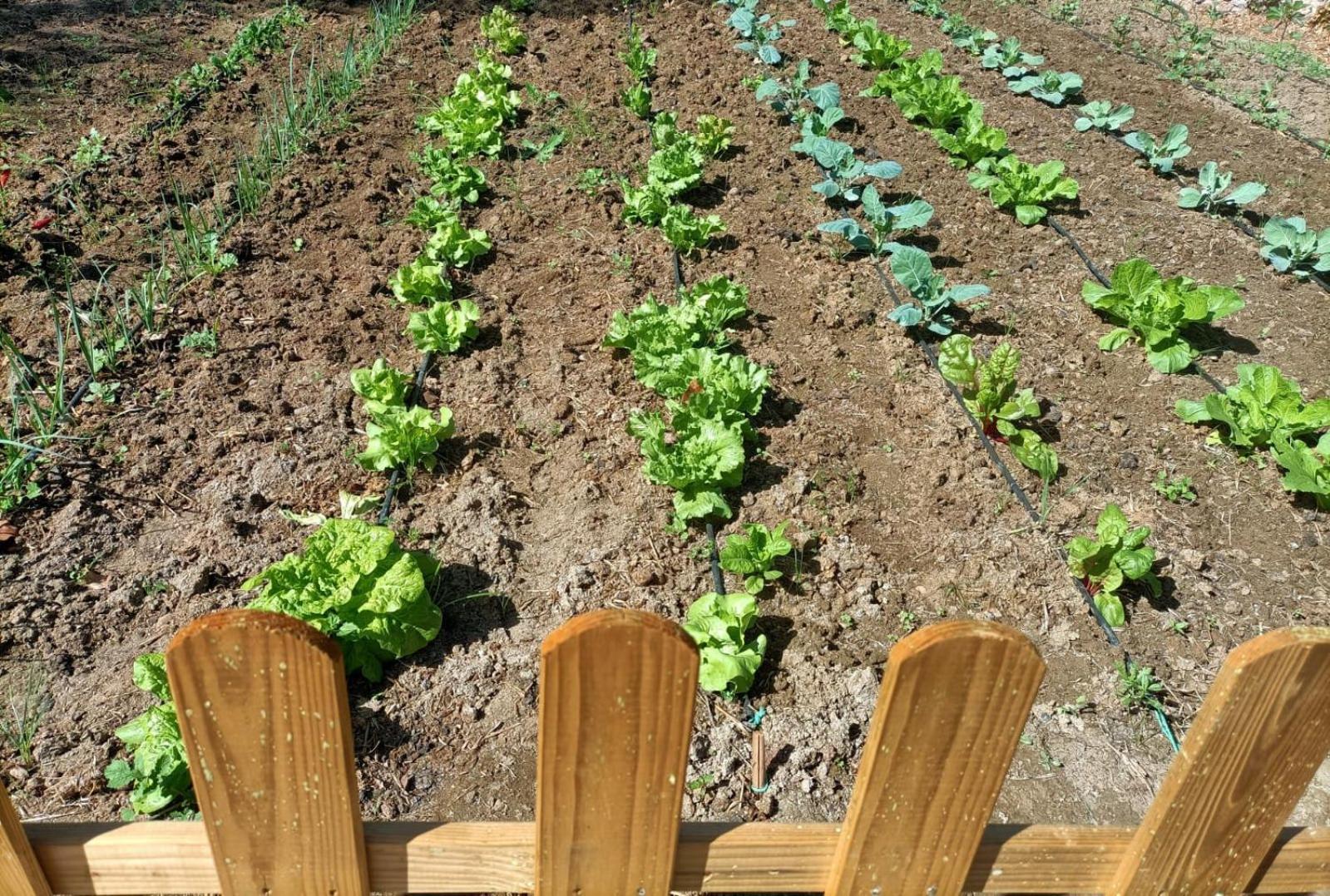 Tottam Art & Healthy Garden Villa Málaga Eksteriør bilde
